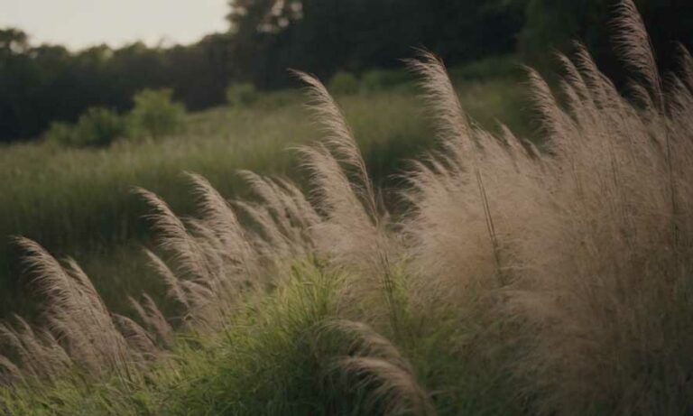 Arbuste et Graminées Vivaces : Structurez Votre Jardin avec Élégance
