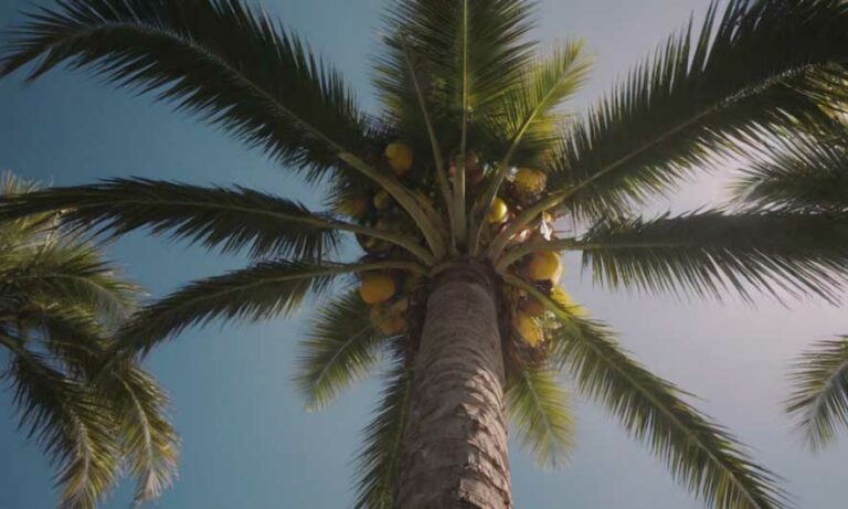 Palmier : Transformez Votre Jardin en Oasis Tropicale
