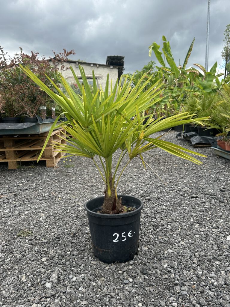 Trachycarpus fortunei - Palmier de Chine