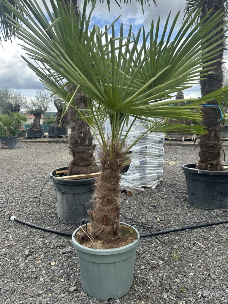 Trachycarpus fortunei - Palmier de Chine