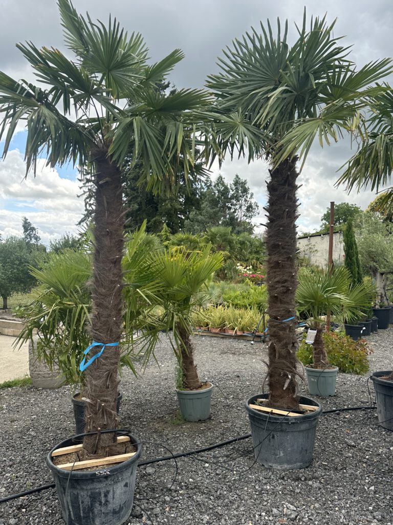 Trachycarpus fortunei - Palmier de Chine