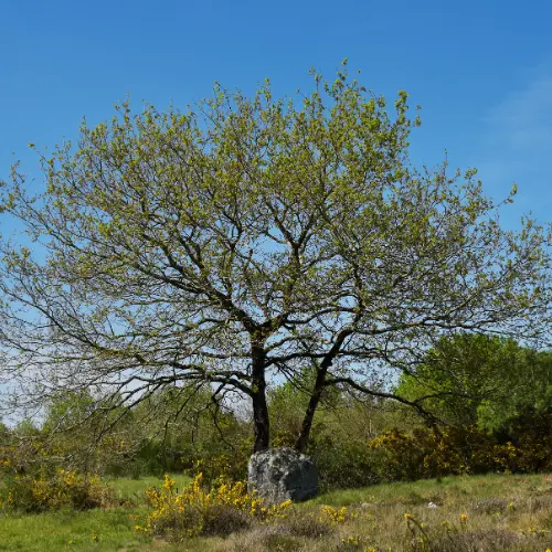 Arbres