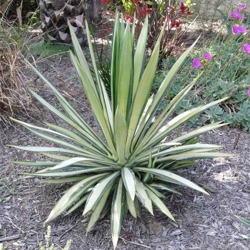 Yucca