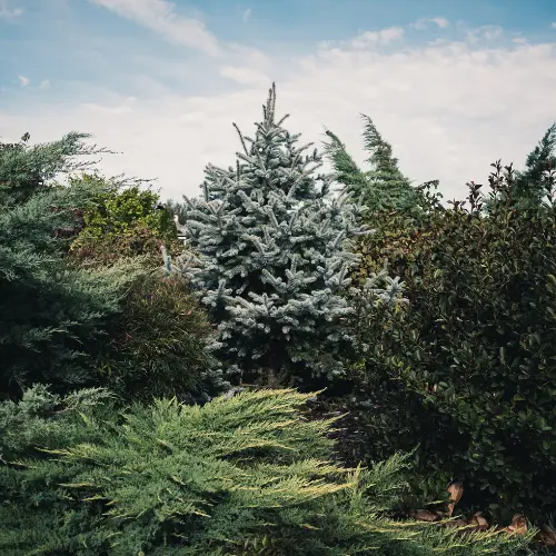 Arbres et arbustes