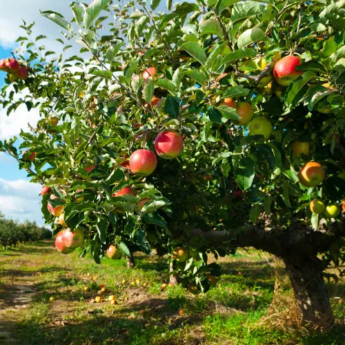 Fruitiers et petits fruits