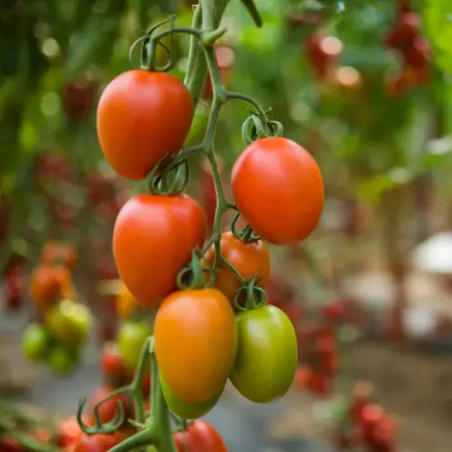 Légumes et aromatiques