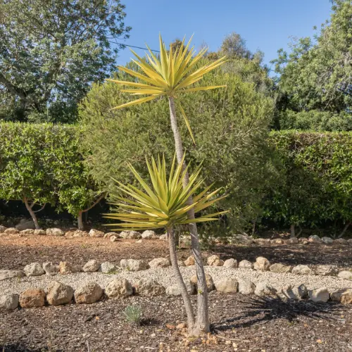 Plantes méditerranéennes