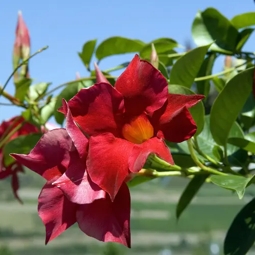 Plantes annuelles